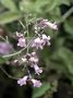 Day02 - 14 * Wild Flowers